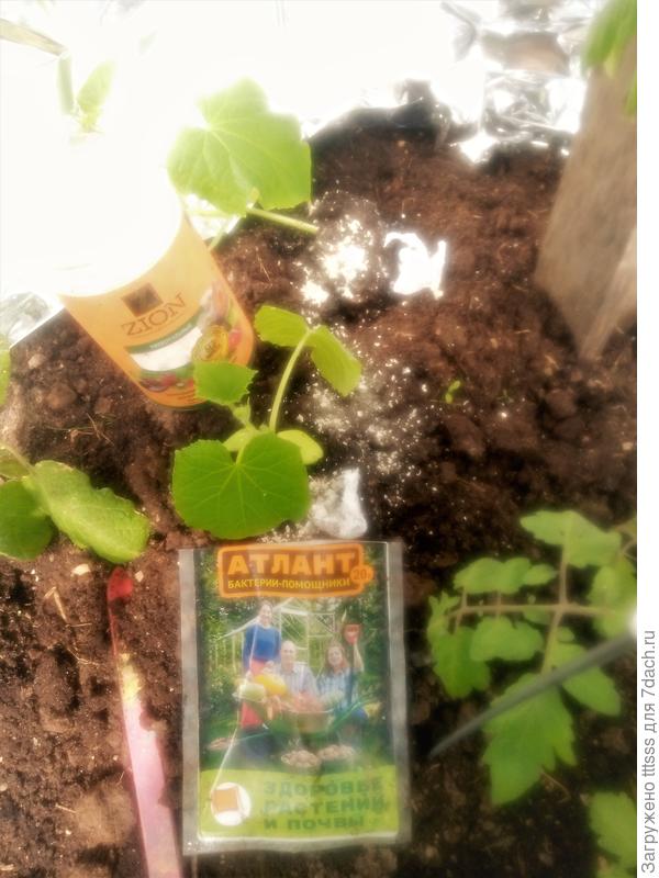 Посадка огурцов