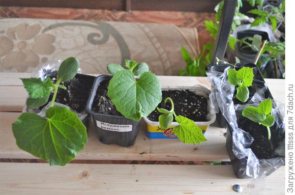 Рассада огурцов