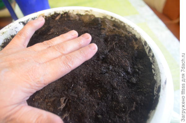 Слегка уплотняю землю