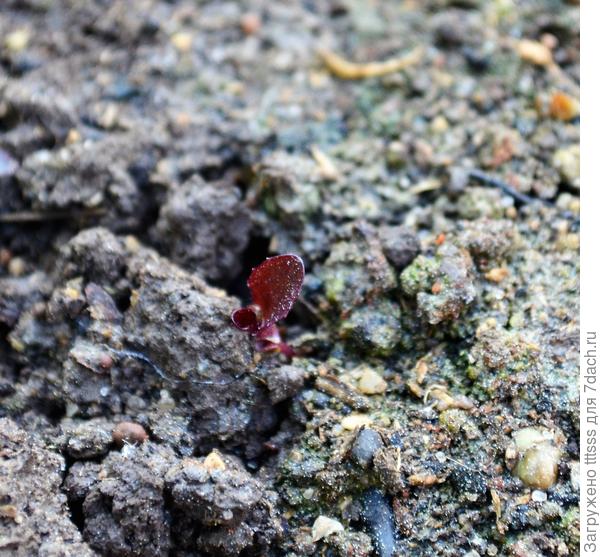 Первый росток