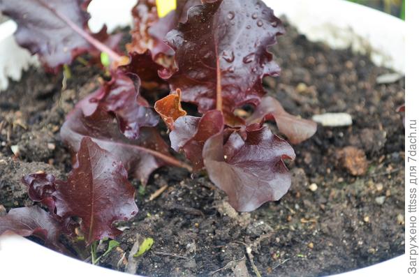 Салат Бразильский карнавал