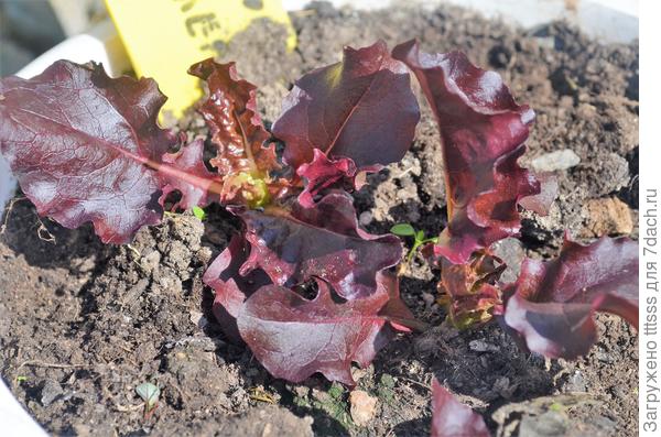 Салат Бразильский карнавал