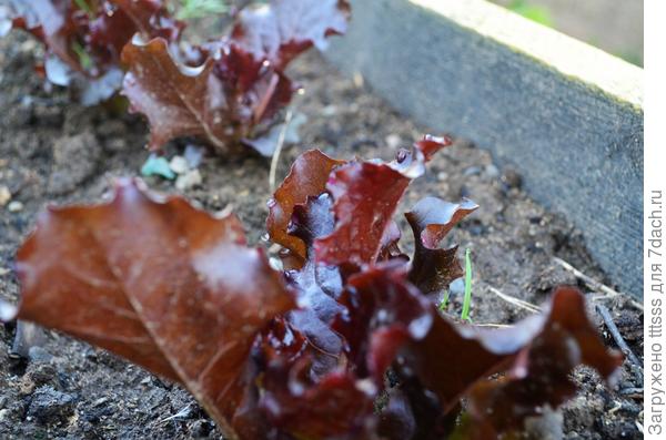 Салат Бразильский карнавал