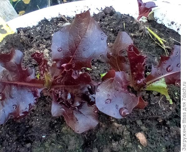 Салат Бразильский карнавал