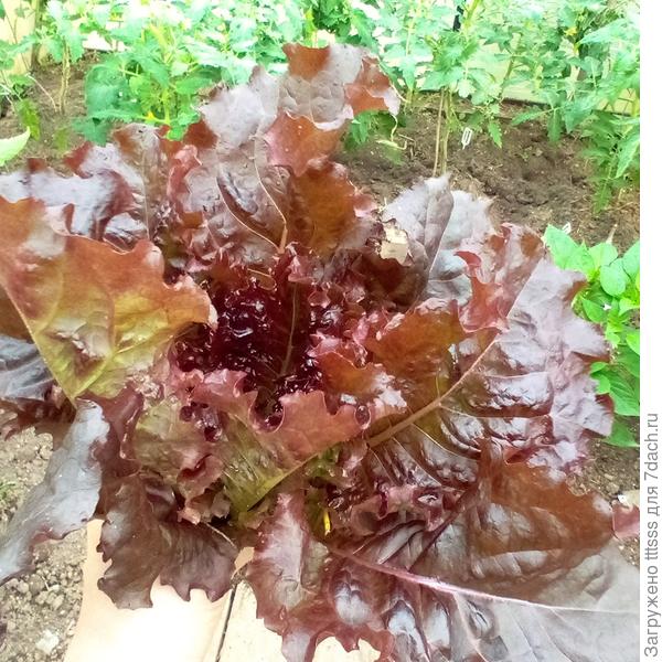 Салат Бразильский карнавал