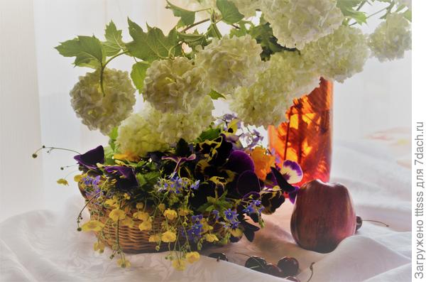 Калина Бульденеж