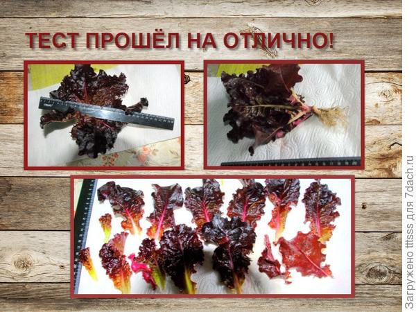 ТЕСТ