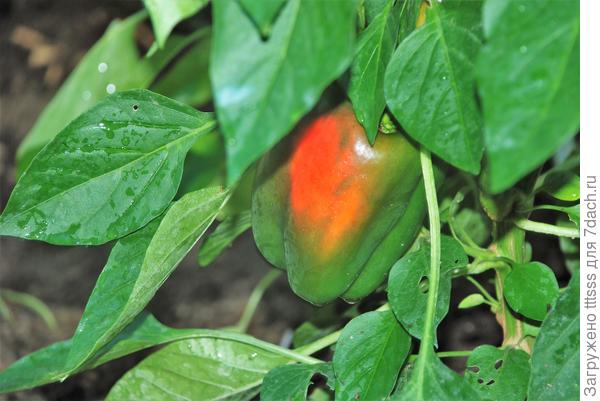 Перец Кубович F1