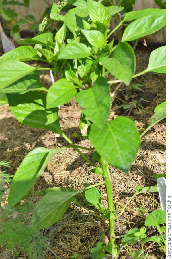 Перец Кубович F1