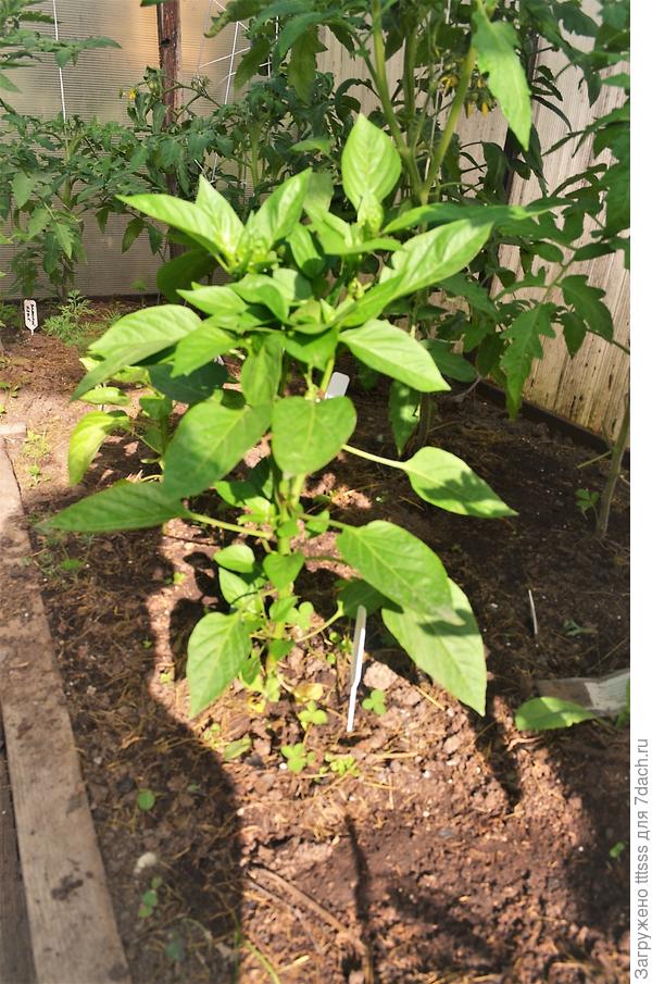 Перец Кубович