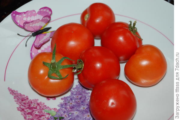 Томат Рубинчик F1