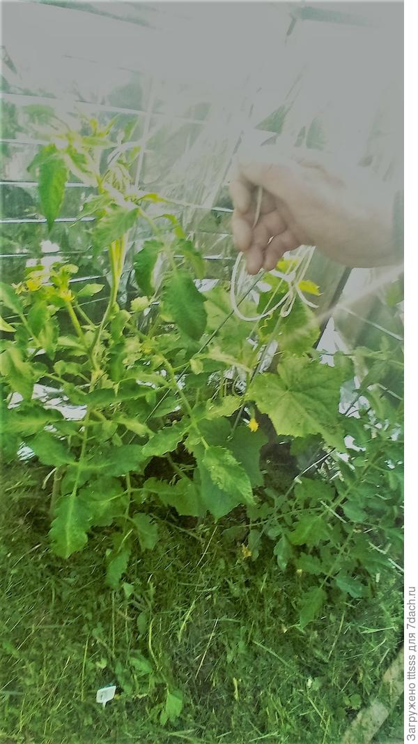 Мульчирование зелёнкой