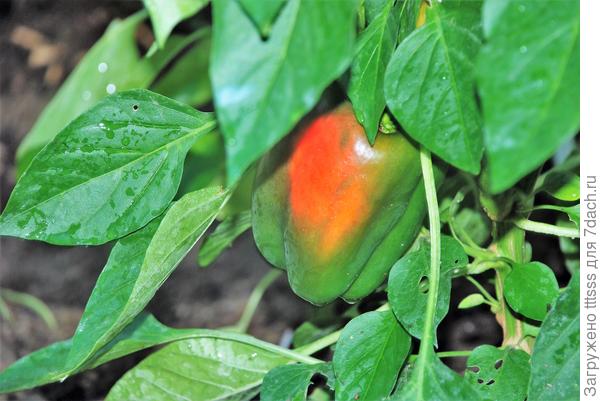 Перец Кубович F1