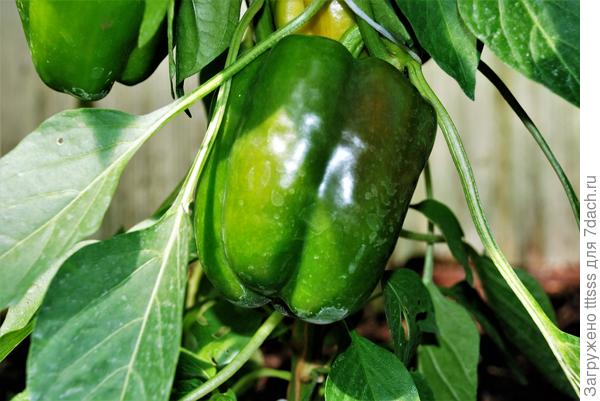 30 июля 2021 года