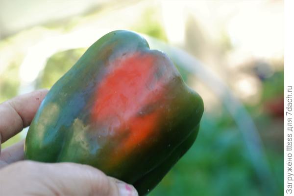 Первый урожай