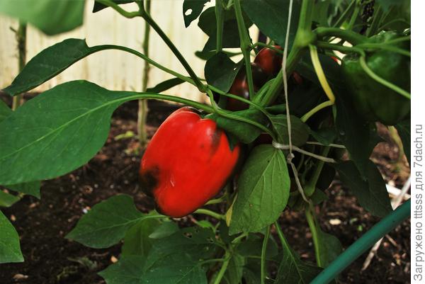 Перец Кубович F1