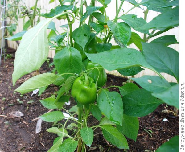 Перец Кубович f1