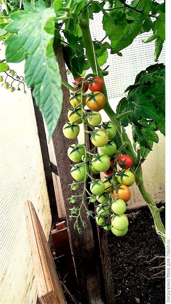 Томат Для внучат