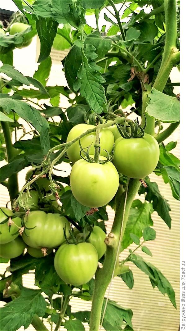 Томат Падишах