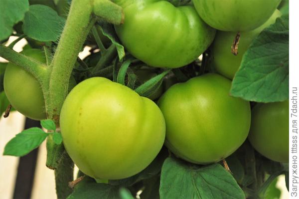 Томат Падишах