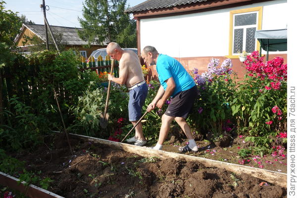 Пересадка флоксов