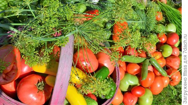 Урожай овощей