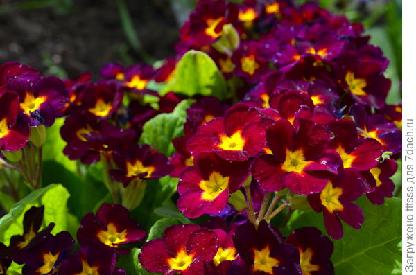 Примула Карнавал F1