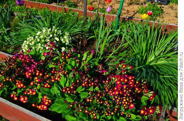 Примула Карнавал F1