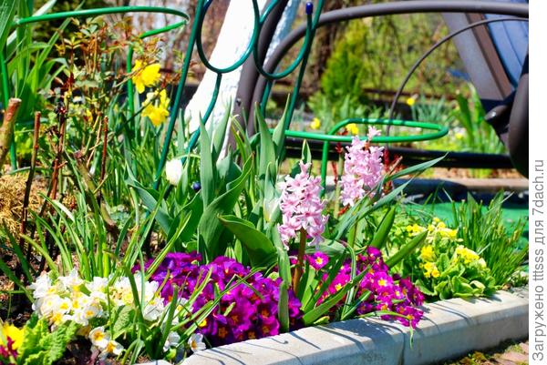 Примула Карнавал F1