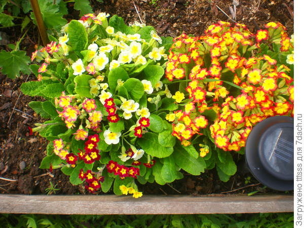 Примула Карнавал F1