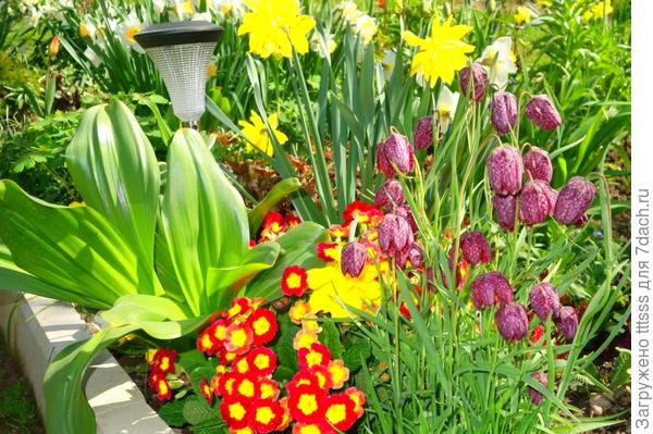 Примула Карнавал F1