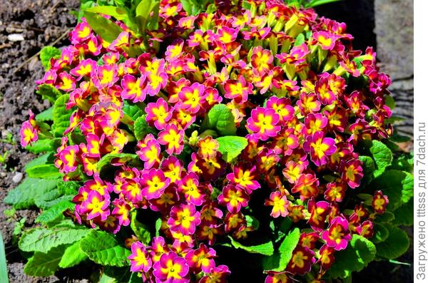 Примула Карнавал F1