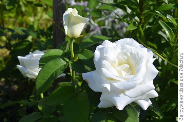 Чайно-гибридная роза Анастасия. Описание и фото цветка, правила ухода