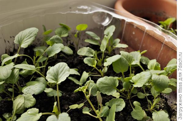 Рассада виолы