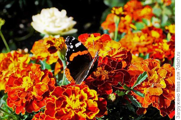 Отклонённые бархатцы