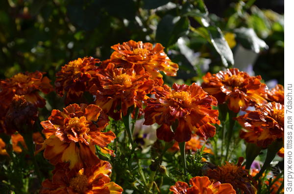 Бархатцы Вишнёвый браслет