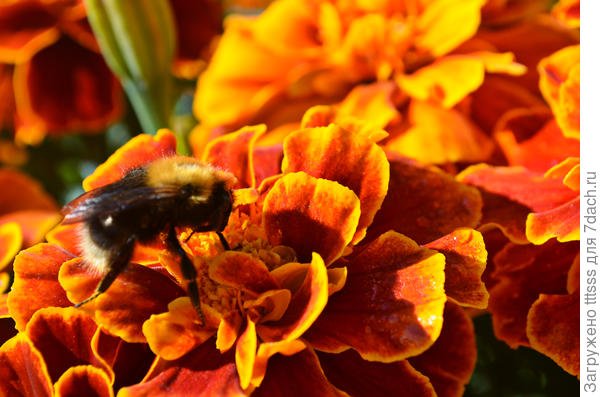 Отклонённые бархатцы