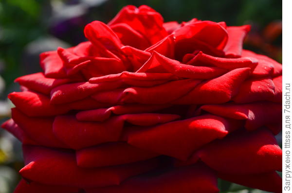 Роза Гранд (Grande Amore)