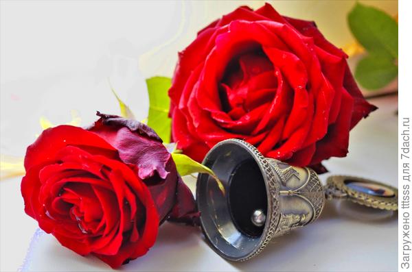 Роза Гранд (Grande Amore)