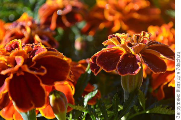 Отклонённые бархатцы