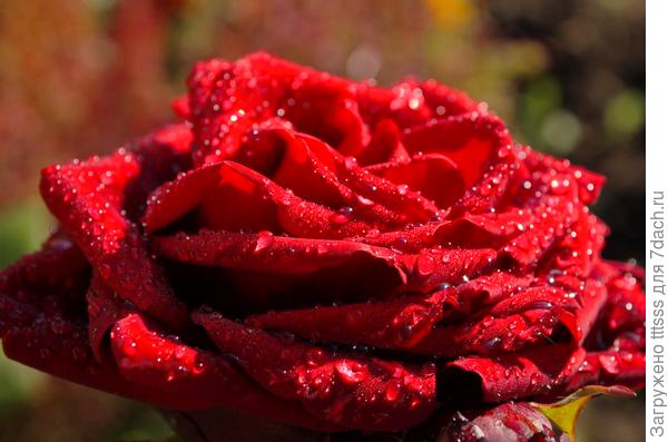 Роза Гранд (Grande Amore)