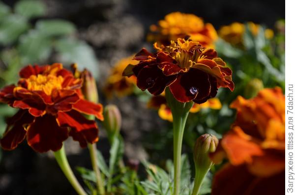 Бархатцы Вишнёвый браслет