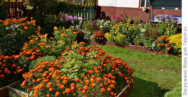 Отклонённые бархатцы