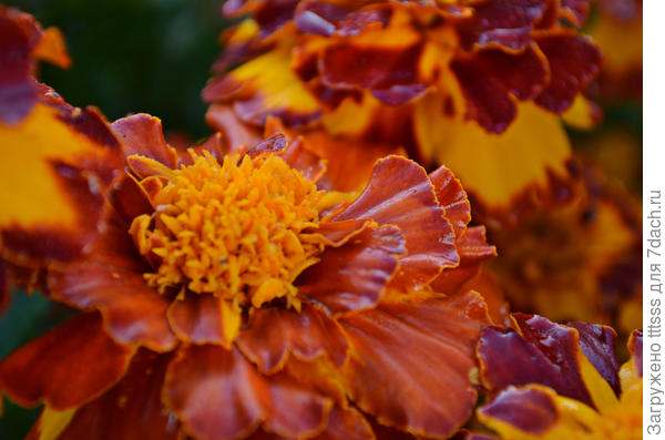 Отклонённые бархатцы