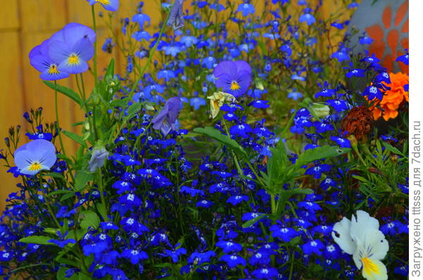 Лобелия Император Вилли