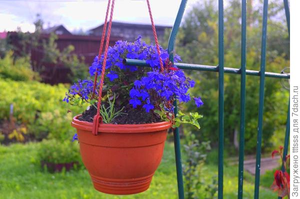 Лобелия Император Вилли