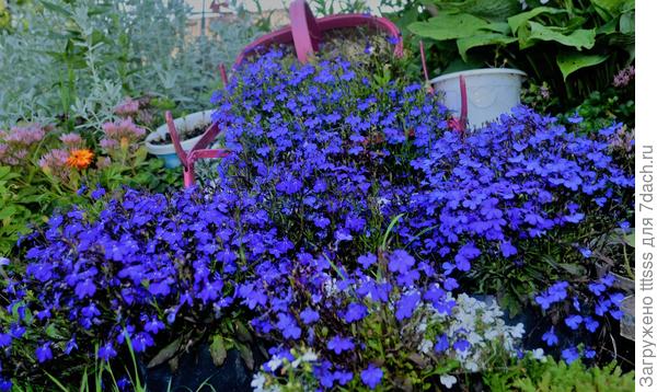 Лобелия Император Вилли