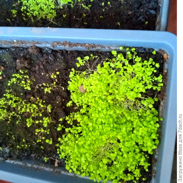 Посевы лобелии