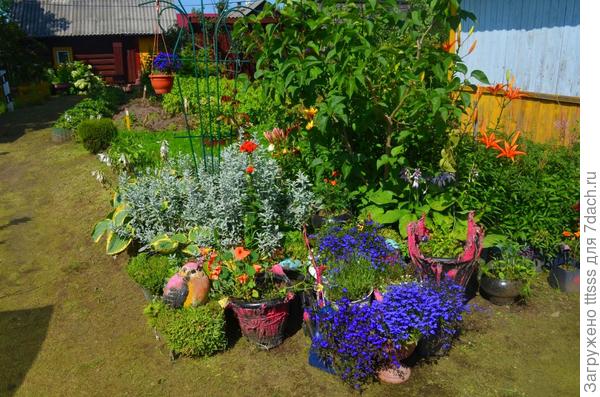 Лобелия Император Вилли