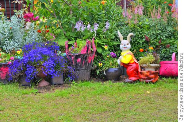 Лобелия Император Вилли